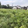 収穫前のえごま畑 宮崎県西都市