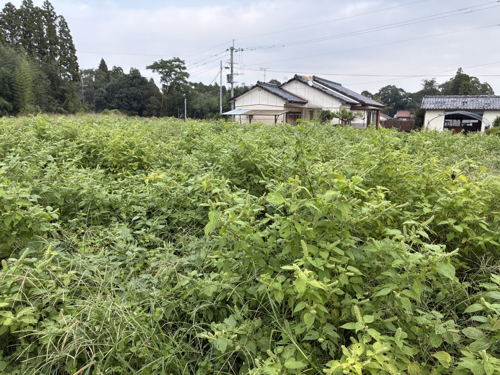 収穫前のえごま畑 宮崎県西都市